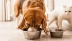 Nowe trendy w&nbsp;petfood: naturalne, funkcjonalne, transparentne